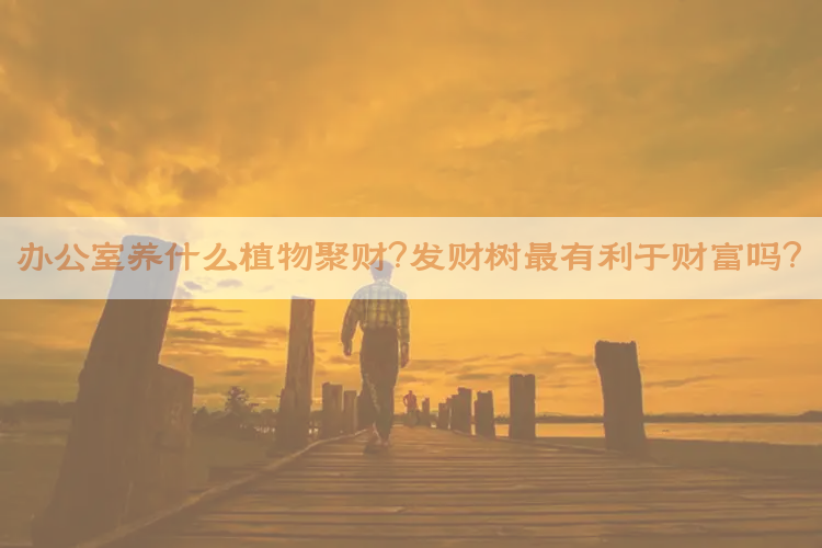 办公室养什么植物聚财？发财树最有利于财富吗？